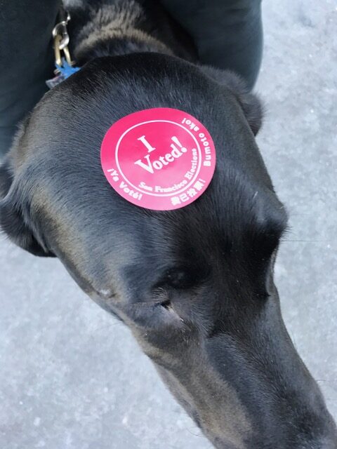 Butch the dog with I voted sticker on his head